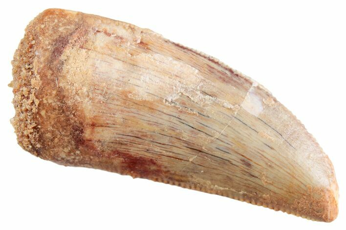 Serrated Raptor Tooth - Real Dinosaur Tooth #364824